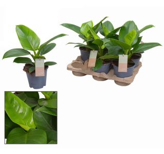 FILODENDRON IMPERIAL GR. L14