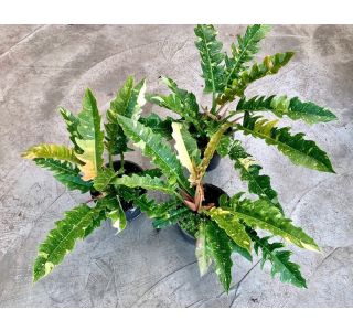 FILODENDRON RING OF FIRE L14 CM