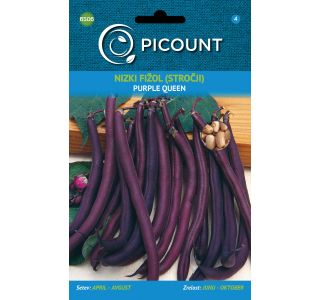 FIŽOL NIZEK PURPLE QUEEN