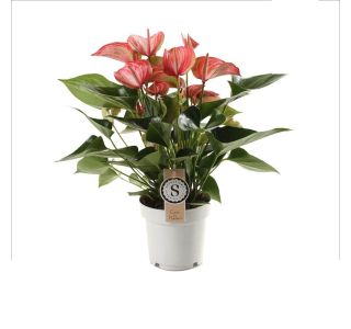 LIVIUM RED L14 CM