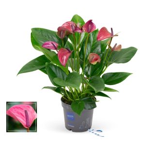 FLAMINGOVEC PURPLE PURPLE L14 CM