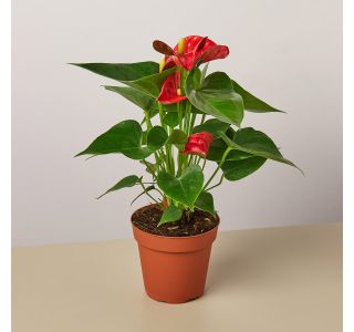 FLAMINGOVEC RDEČ MAGIC RED L14