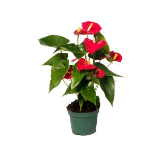 FLAMINGOVEC ROYAL RED RDEČ L17 CM RDEČ L17 CM