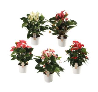 TOP 5 MIX L17 CM