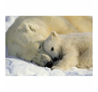 FOTOTAPETA 1-DELNA POLAR BEARS NG 184X127 CM KOMAR