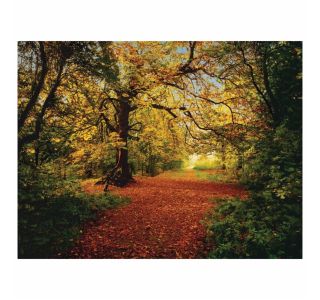 FOTOTAPETA 8-DELNA AUTUMN FOREST 388X270 CM KOMAR