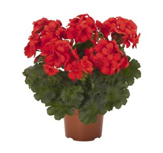 MIX POMLADNIH RASTLIN GARDEN COLLECTION L13