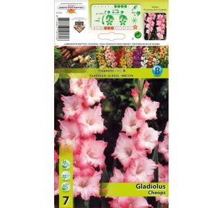 GLADIOLA HOLLAND BULB MARET CHEOPS