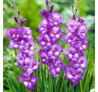 GLADIOLA HOLLAND BULB MARKET BLUE MOON