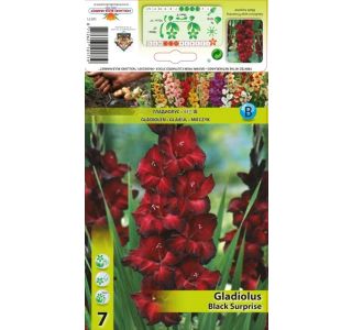 GLADIOLA HOLLAND BULB MARKET ČRNO PRESENEČENJE