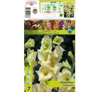 GLADIOLA HOLLAND BULB MARKET DEBBY ANN