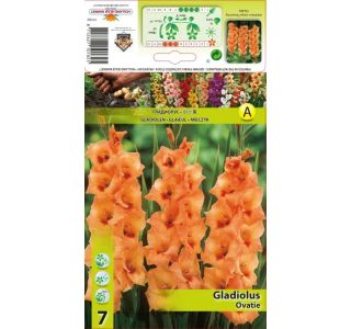 GLADIOLA HOLLAND BULB MARKET OVATIE