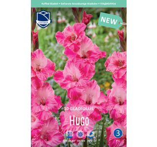 GLADIOLA LEFEBER HUGO 10KOS