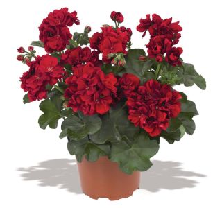 PELARGONIJA GREAT BALLS OF FIRE PELARGONIUM PELTATUM L12