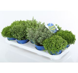 HEBA GREEN BOYS MIX L12
