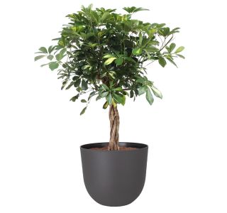 PE ZUNANJI LONEC HAVANA NATURAL VOLCANO 50CM