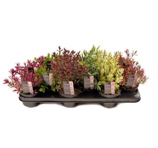 HEBA MAGIC COLOURS L10.5