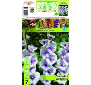HOLLAND MARKET BULB GLADIOLA CONDOR PASA