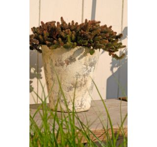 HOMULICA VOLMARY SEDUM MIX 13 CM