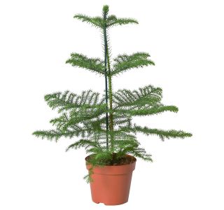 IGLAVEC NOVOLETNI ARAUCARIA L13