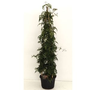 JASMIN JASMIN NA STEBLU L18