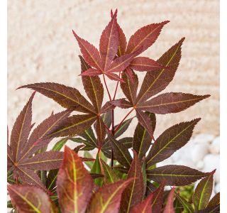 JAVOR ATROPURPUREUM L3 L