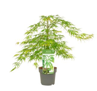 JAVOR DISSECTUM L3 L