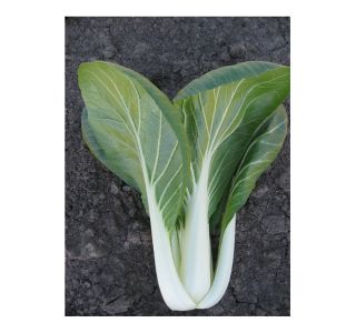 KAPUSNICE SADIKE PAK-CHOI 9 KOS