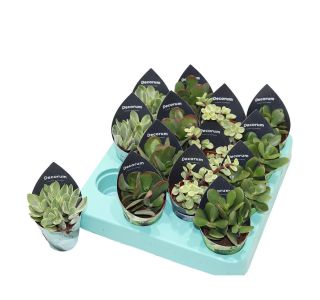 KRASULA MIX L5 CM