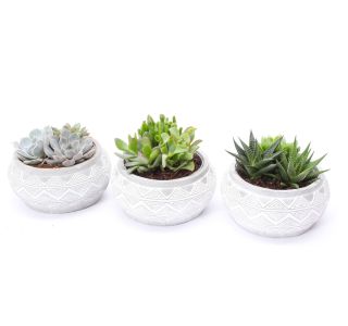KRASULA V OKRASNI POSODI MARRAKESH L18 CM