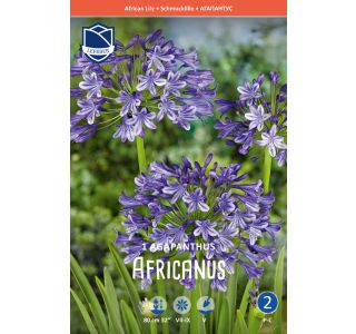 L AGAPANTHUS MODER