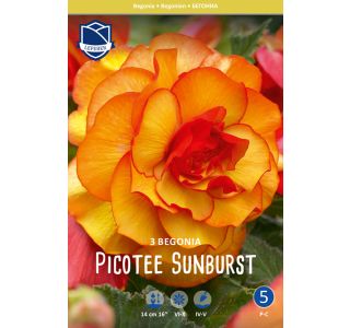 L BEGONIJA PICOTEE SUNBURST