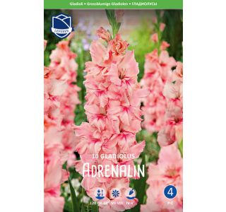 L GLADIOLA ADRENALIN