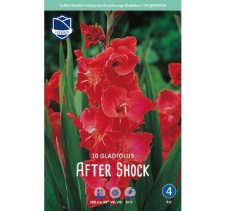 L GLADIOLA AFTER SHOCK