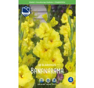 L GLADIOLA BANANARAMA