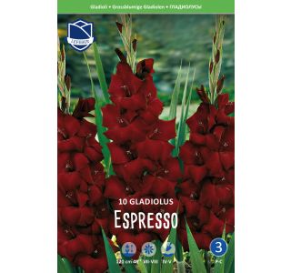 L GLADIOLA ESPRESSO'