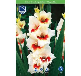 L GLADIOLA FIORENTINA