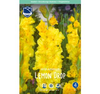 L GLADIOLA LEMON DROP