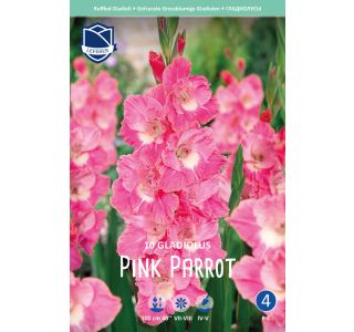 L GLADIOLA PINK PARROT