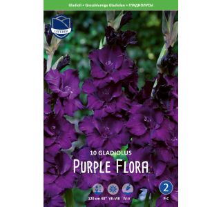 L GLADIOLA PURPLE FLORA