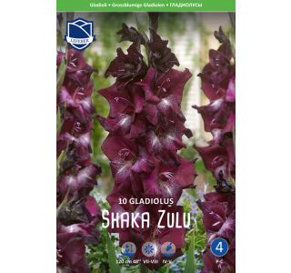 L GLADIOLA SHAKA ZULU