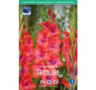 L GLADIOLA TRICOLORE