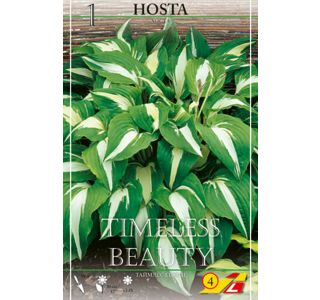 L HOSTA TIMELESS BEAUTY