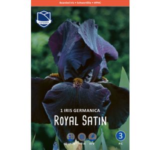 L IRIS (PERUNIKA) ROYAL SATIN