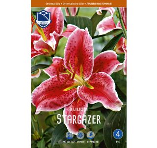 L LILIJA STARGAZER