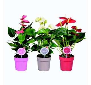 FLAMINGOVEC MIX L12