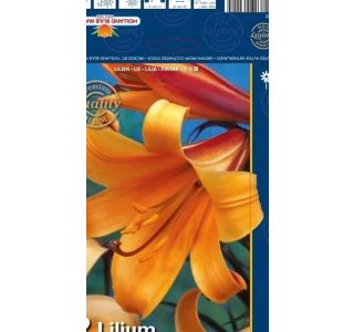 LILIJA HOLLAND BULB MARKET AFRIŠKA KRALJICA