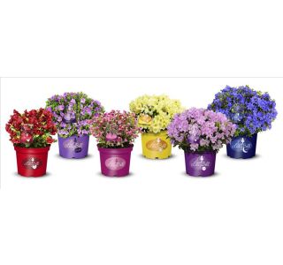 RODODENDRON LILLY BELL MIX L19