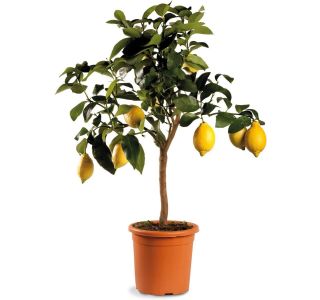 LIMONA L 3L