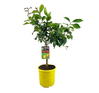 LIMONA L19 CM